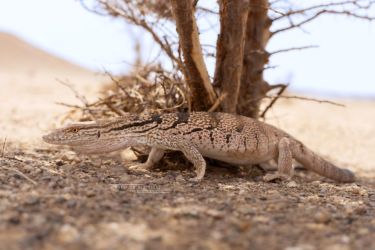 MarocExpeVaranusBerroneau085