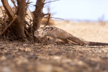 MarocExpeVaranusBerroneau086