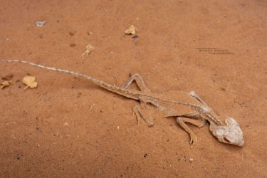 MarocExpeVaranusBerroneau091