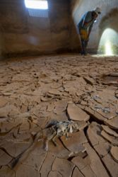 MarocExpeVaranusBerroneau093