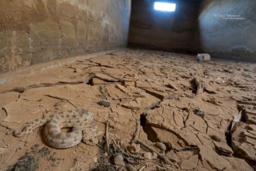 MarocExpeVaranusBerroneau096