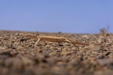 MarocExpeVaranusBerroneau111