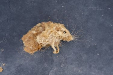 MarocExpeVaranusBerroneau143