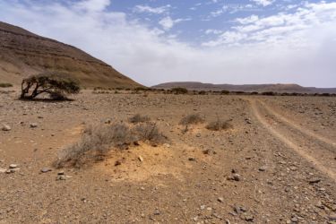 MarocExpeVaranusBerroneau152